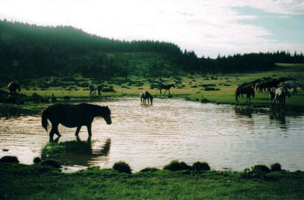 Fehér-mező