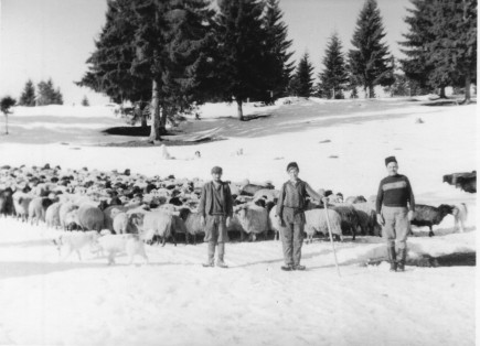 Pásztorok a Pricskén